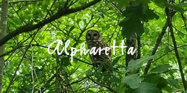 alpharetta 1 768x384