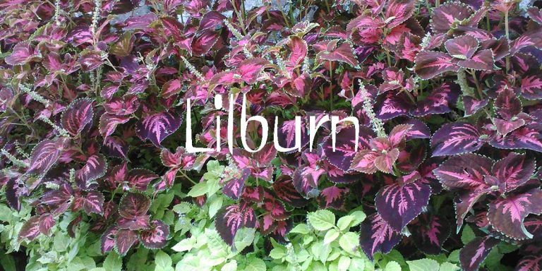 lilburn 768x384