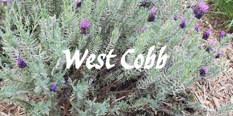 west cobb 1 768x384
