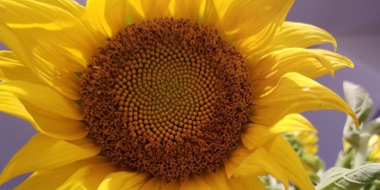 Listing Template 768x384